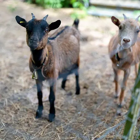 Haus 2 Hanselishof - 2